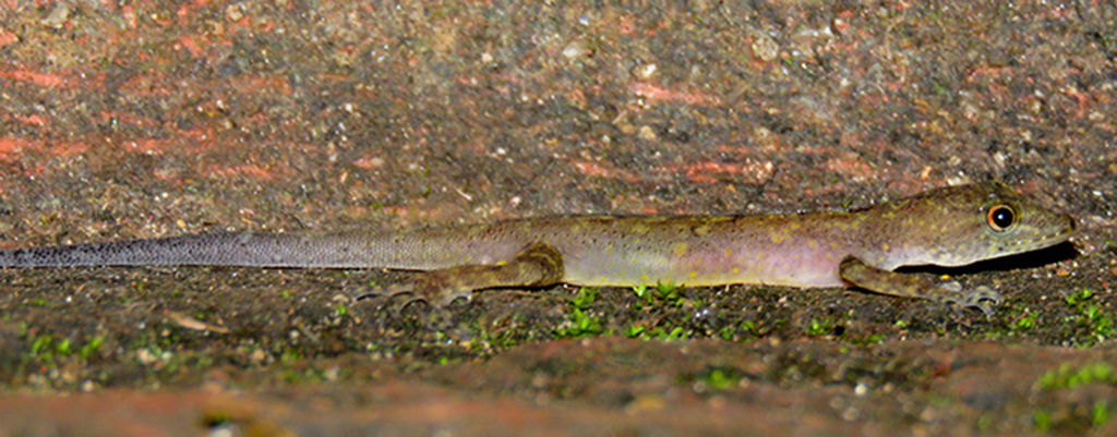 Yellow-Bellied Day Gecko