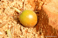 Chrysophyllum