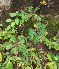 Biophytum sensitivum