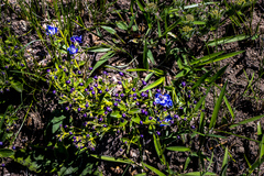 Rotheca hirsuta