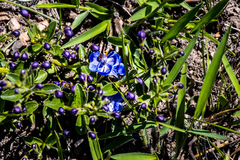 Rotheca hirsuta