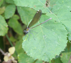 Calopteryx splendens intermedia