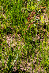 Rumex dregeanus