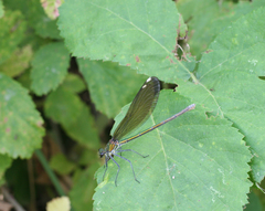Calopteryx splendens intermedia