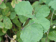 Calopteryx splendens intermedia