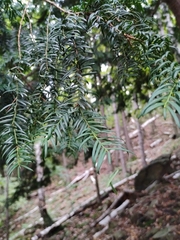 Taxus baccata