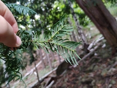 Taxus baccata