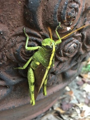 Schistocerca obscura