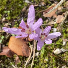 Colchicum cupanii glossophyllum