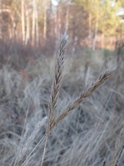 Leymus chinensis