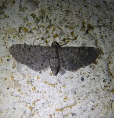 Eupithecia ultimaria