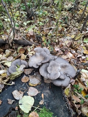 Pleurotus ostreatus