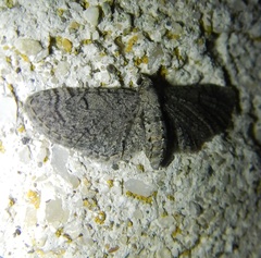 Eupithecia ultimaria