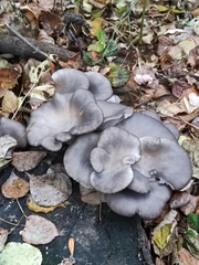 Pleurotus ostreatus