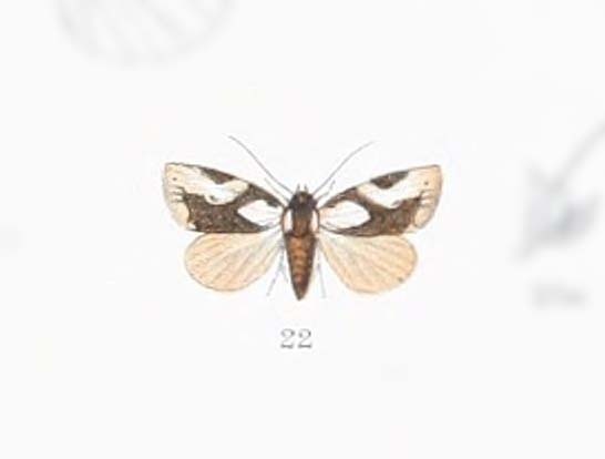 Mudaria albonotata