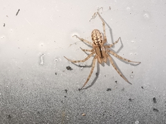 Stemonyphantes lineatus