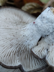 Pleurotus ostreatus