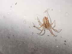 Stemonyphantes lineatus