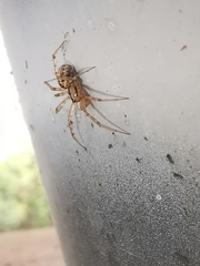 Stemonyphantes lineatus