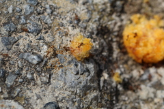 Pheidole pallidula