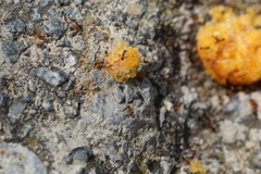 Pheidole pallidula