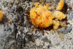 Pheidole pallidula