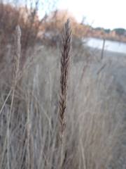 Leymus chinensis