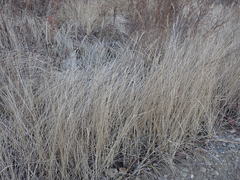 Leymus chinensis