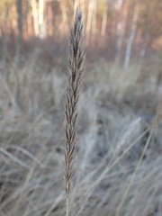 Leymus chinensis