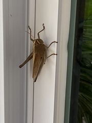 Schistocerca camerata