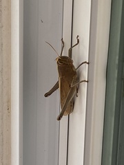 Schistocerca camerata
