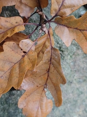 Quercus petraea