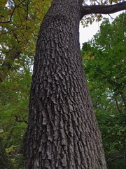 Quercus petraea