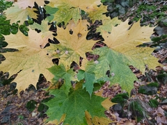 Acer platanoides