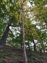 Acer platanoides