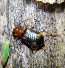 Brachinus exhalans