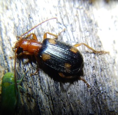 Brachinus exhalans