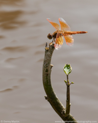 Brachythemis contaminata