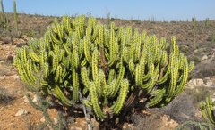 Myrtillocactus cochal