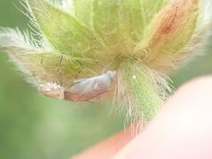 Placochilus seladonicus