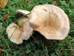 Lactarius