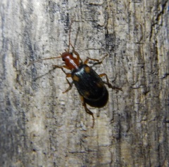 Brachinus exhalans