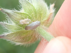 Placochilus seladonicus