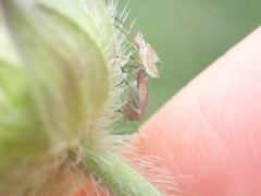 Placochilus seladonicus