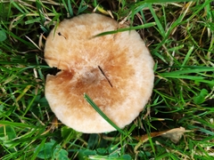 Lactarius