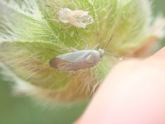 Placochilus seladonicus