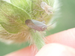 Placochilus seladonicus