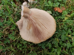 Lactarius
