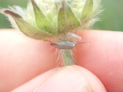 Placochilus seladonicus