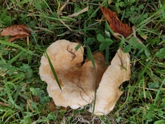 Lactarius